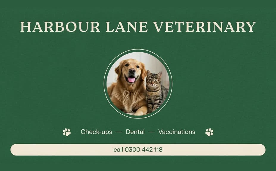 Veterinary clinic flyer design with the practice name above a service list
