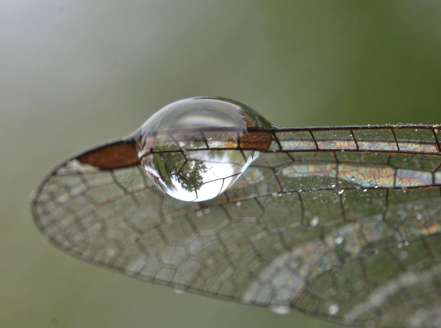 Macro photograph of a single raindrop resting on the veined wing of a resting damselfly, generated with Flux 2 Pro