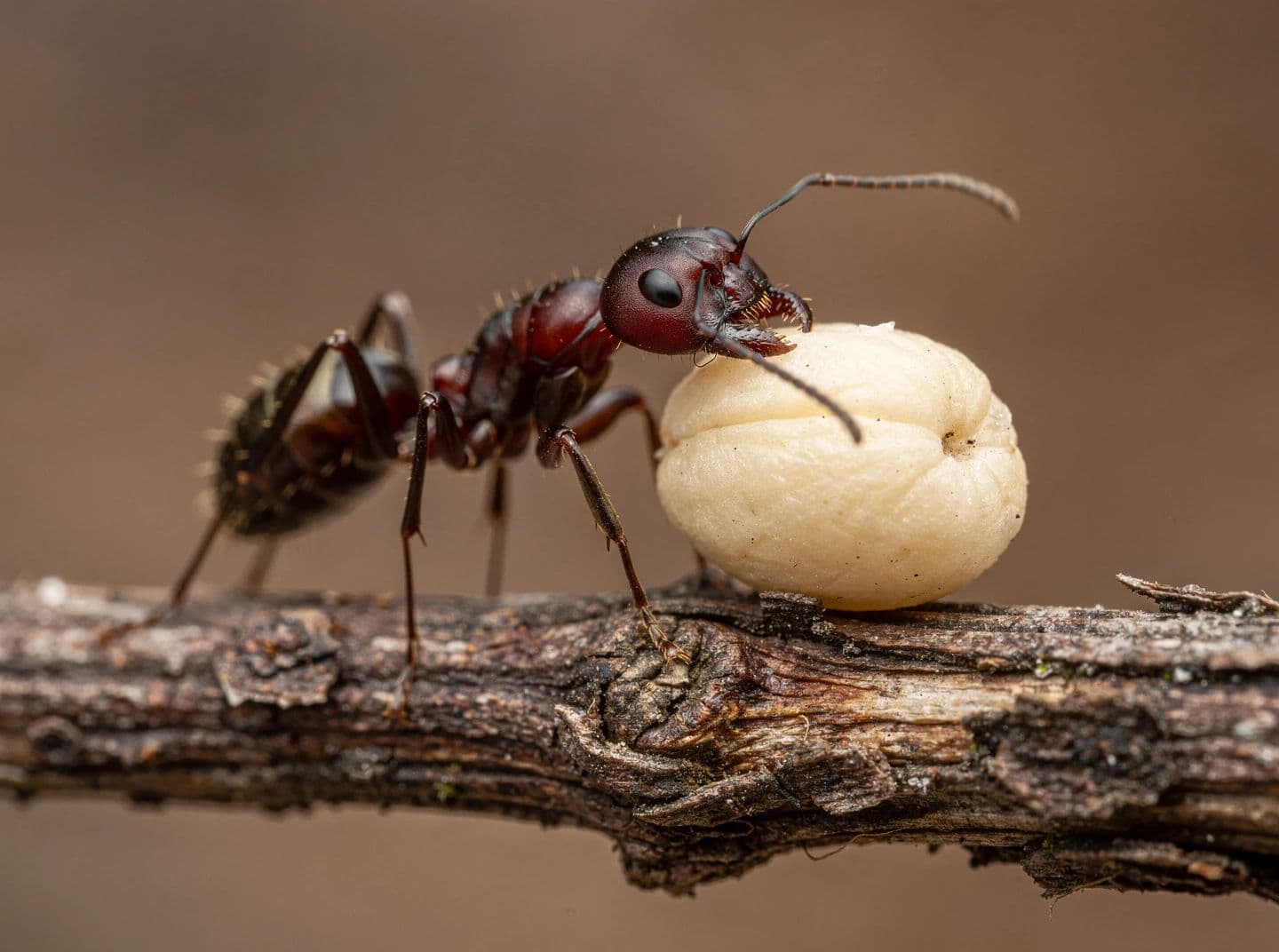 Macro photograph of a wood ant carrying a seed larger than its own head, generated with Flux 2 Pro