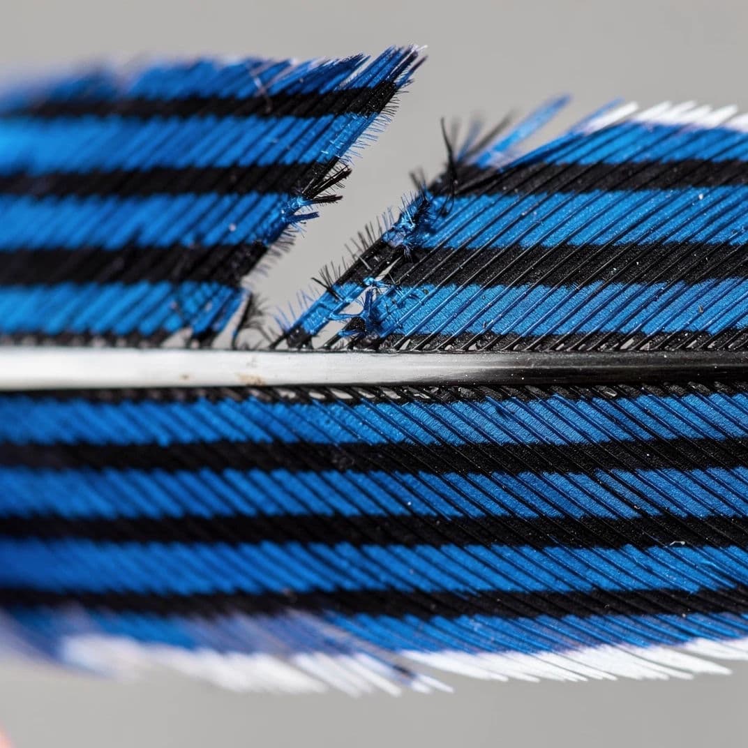 Square macro photograph of the barred blue section of a jay feather showing barbs interlocking, generated with Flux 2 Pro