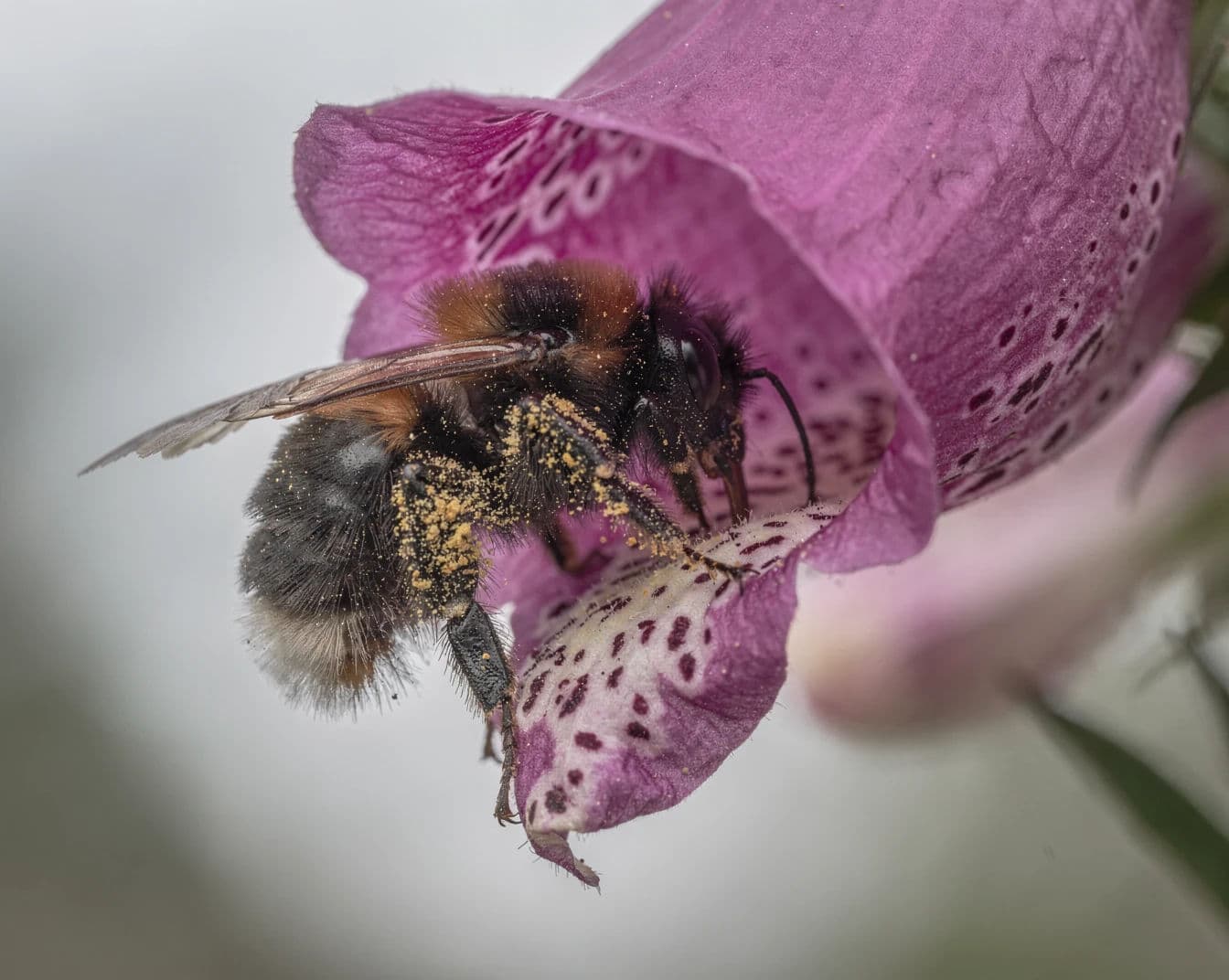 Macro photograph of a bumblebee extending its tongue into a foxglove throat, generated with Flux 2 Pro