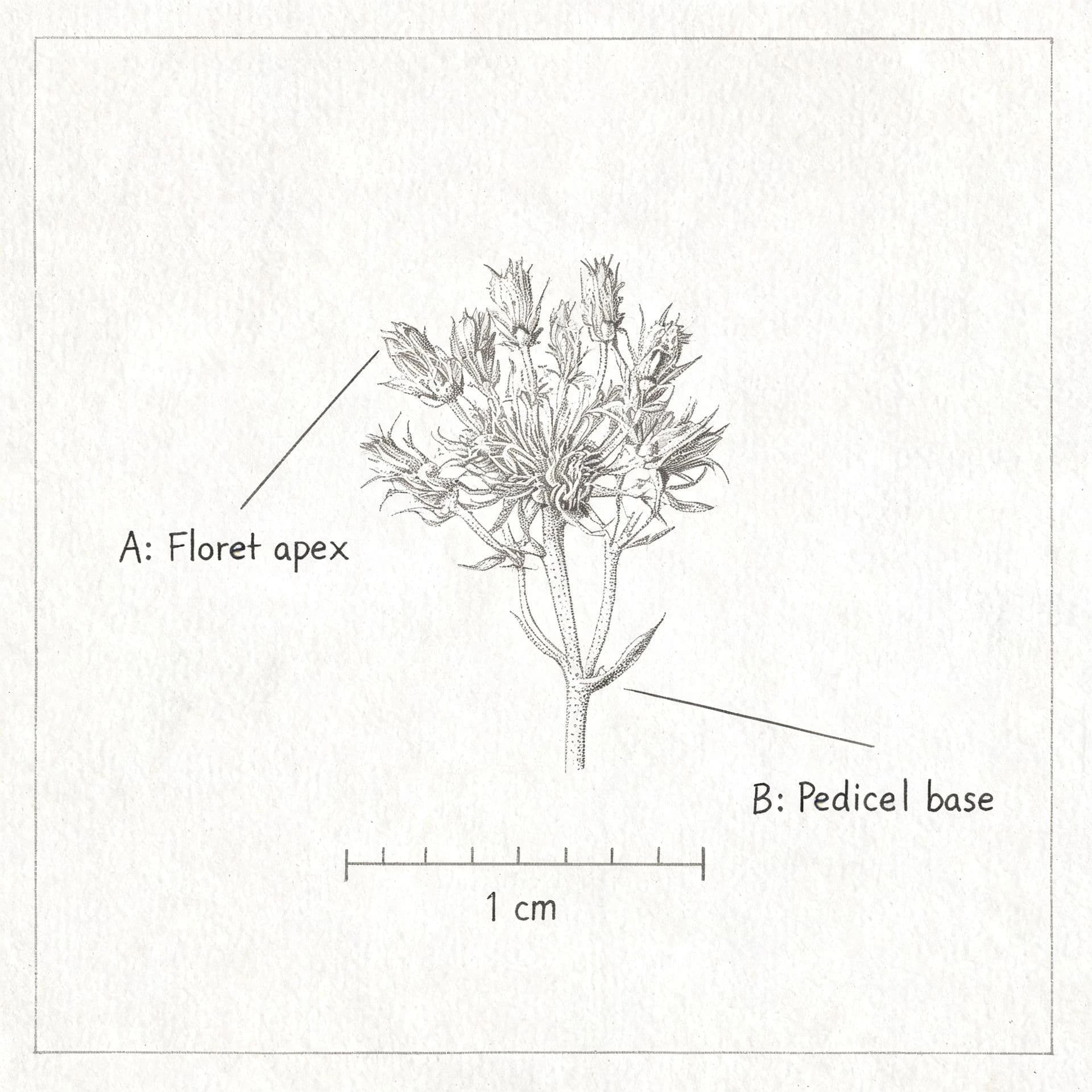 Square botanical pencil study of a seed head with a scale bar and annotations, generated with Seedream 5.0 Lite