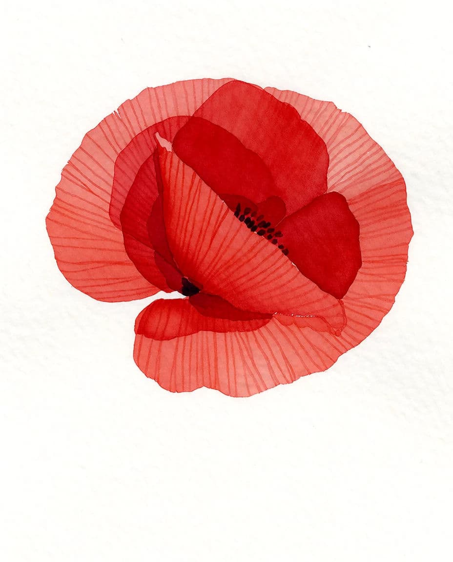 Tight botanical watercolour of a poppy with crisp overlapping washes and clean edges, generated with Krea 2 Medium