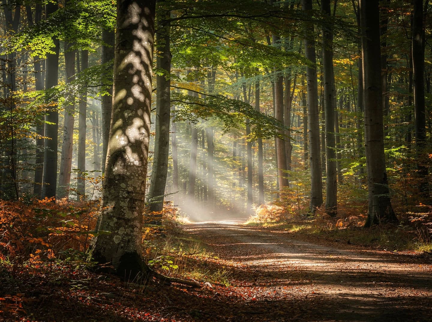 Forest path under dappled light through a canopy, generated with Flux