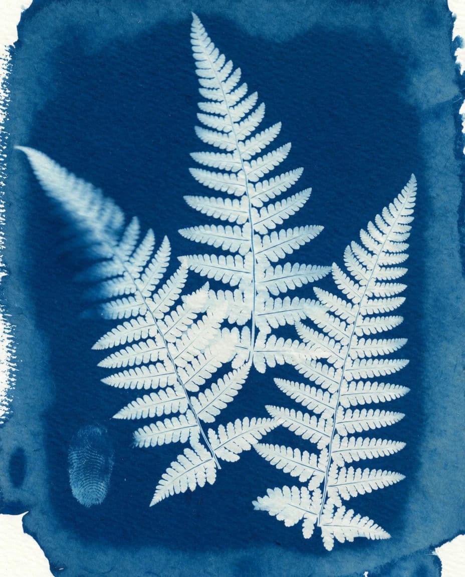 Cyanotype of fern fronds on watercolour paper with brush edges, generated with Krea