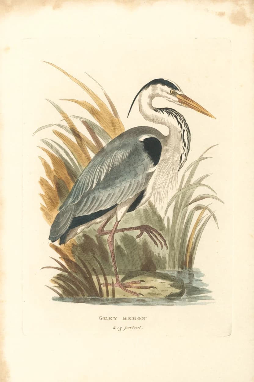 Hand-coloured engraving of a heron among reeds with visible line work, generated with Krea