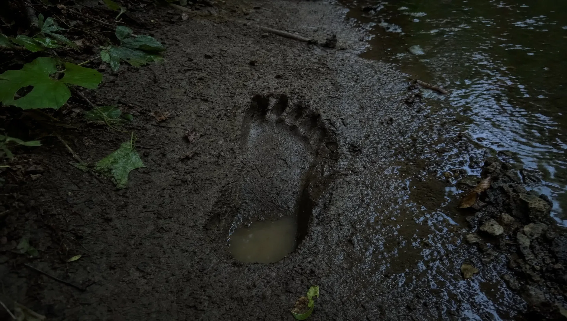 A footprint in the creek bank
