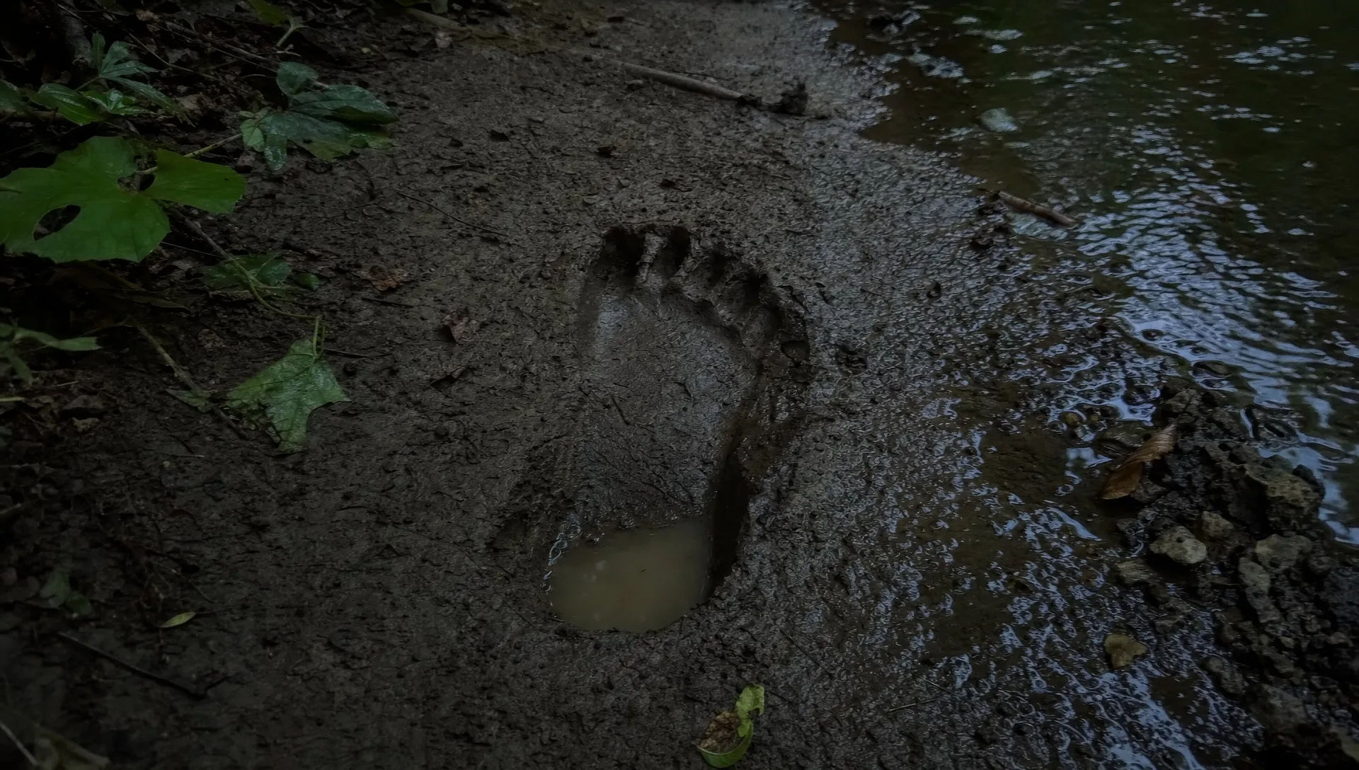 A footprint in the creek bank