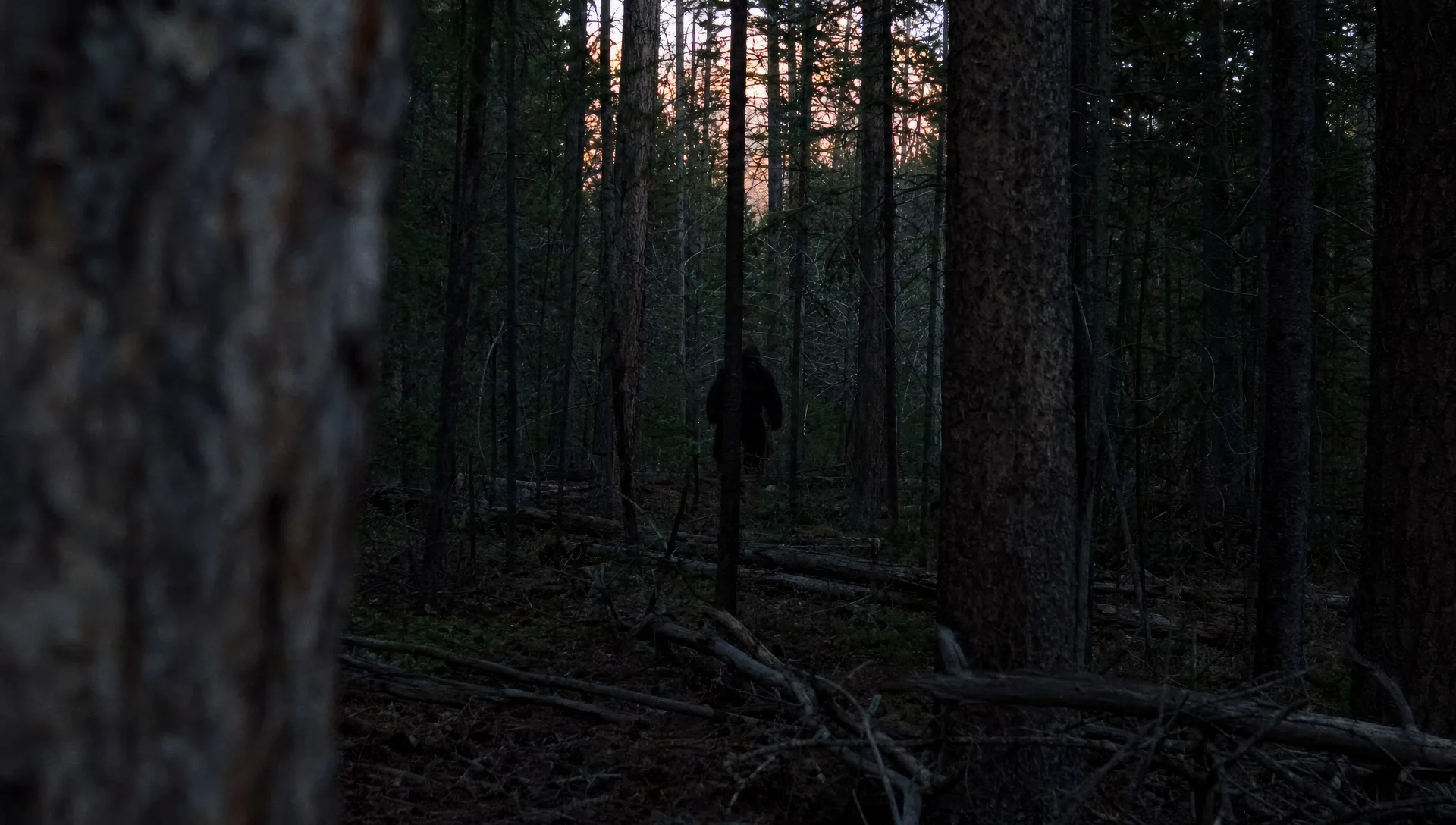 A shape between distant pines