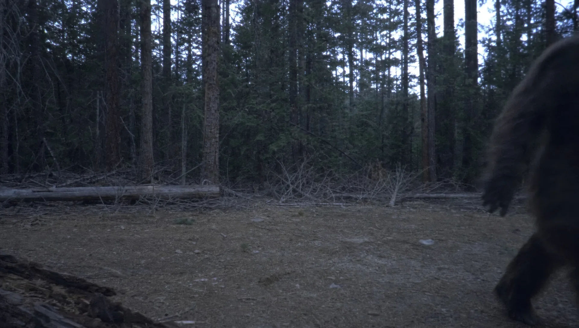 The trail-cam frame at dusk